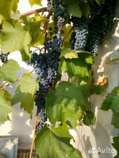 Саженцы винного винограда маркетт