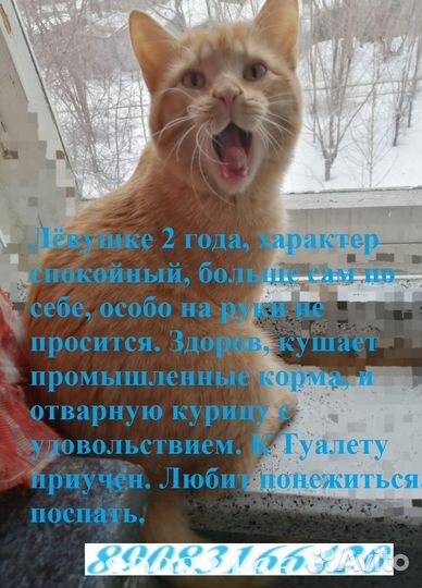 Котики ищут хозяев