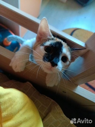 Кошечка ищет дом