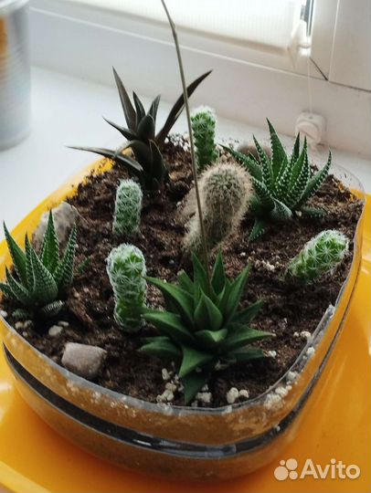 Суккуленты и другие комнатные растения