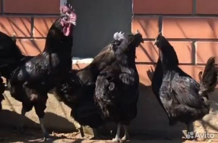 Инкубационное яйцо