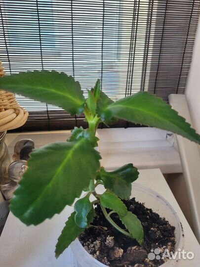 Каланхоэ лечебное