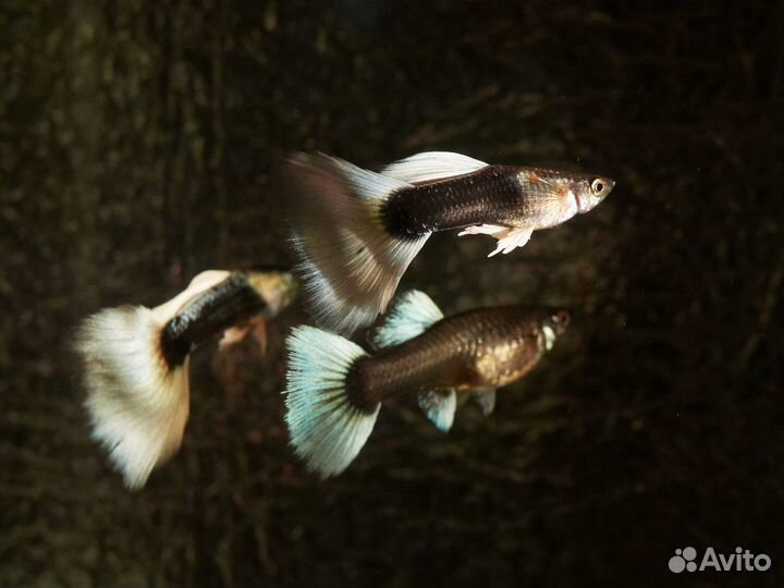 Гуппи Платина,Канадские чист.линия,Пецилии Гавайск