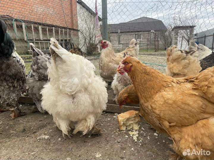 Инкубационное яйцо брама