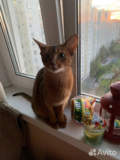 Абиссинская кошка бесплатно