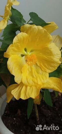 Абутилон семена