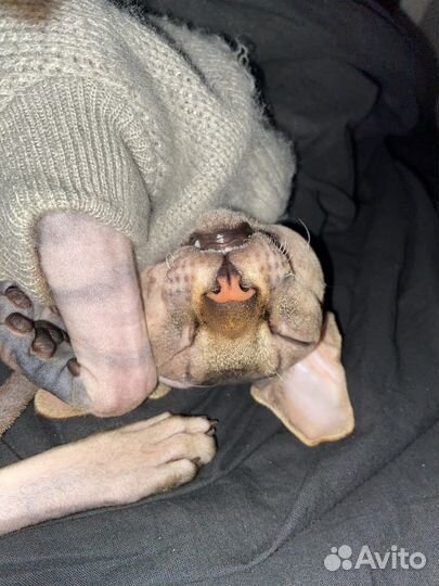 Шикарный канадец для вашей кошечки