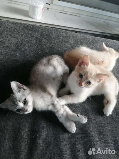 Кошка в дар бесплатно