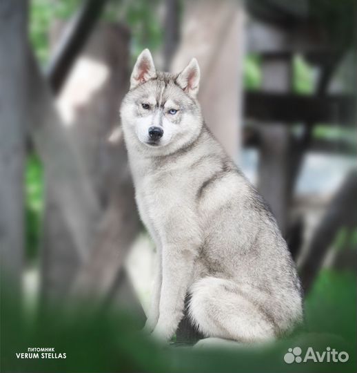Сибирский хаски подросток (РКФ)