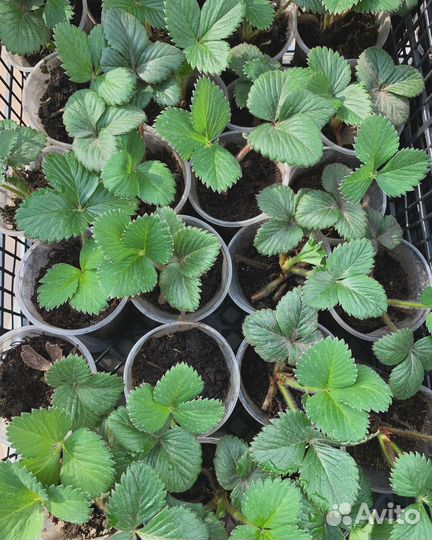 Рассада клубники Клери