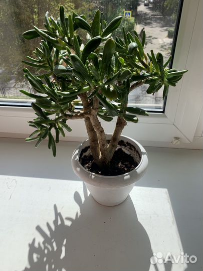 Крассула хоббит денежное дерево