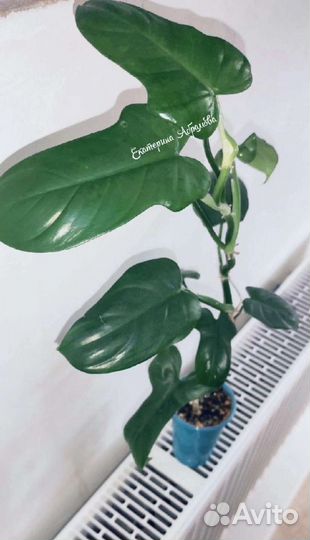 Филодендрон Голубая Гитара