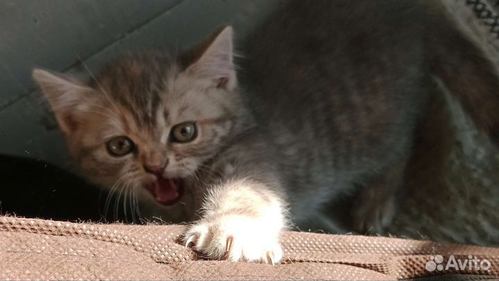 Шотландская вислоухая