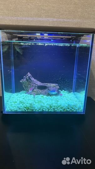 Аквариумные рыбки