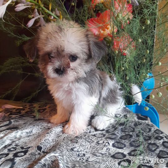 Русская цветная болонка