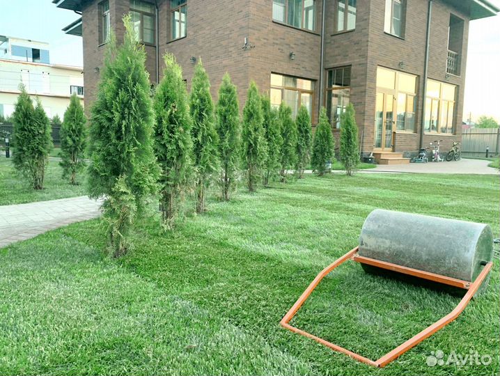 Рулонный газон 