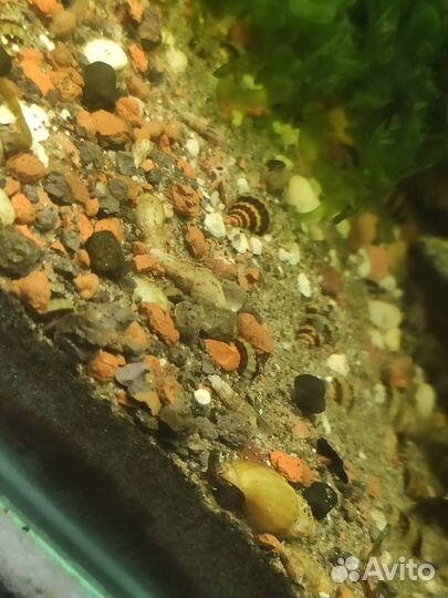 Улитки хилена