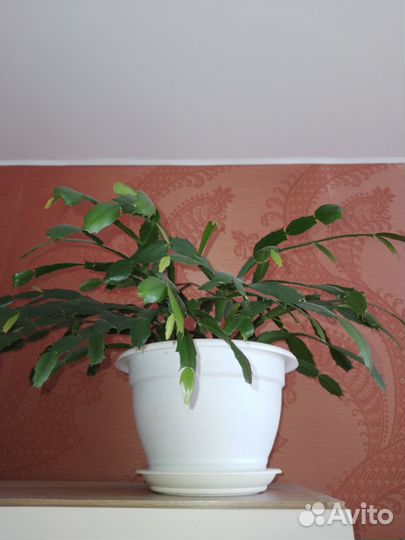 Декабрист розовый