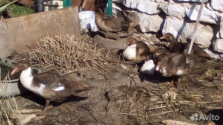 Мускусные утки