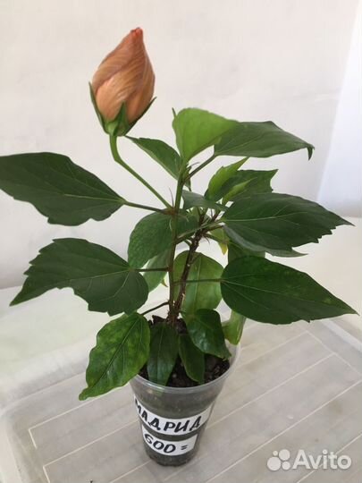 Сортовые гибискусы