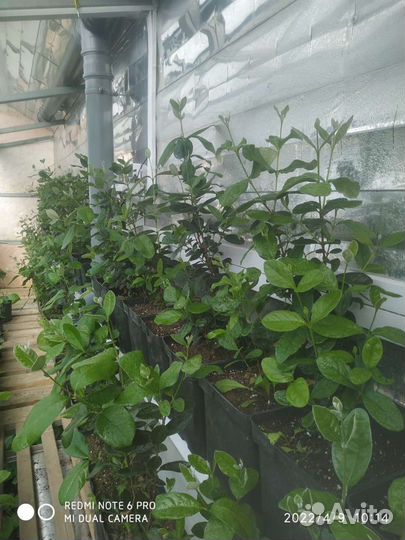 Саженцы фейхоа инжир гранат гуава пасифлора