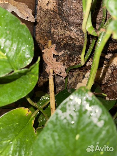 Бананоед самка