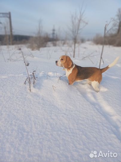 Вязка кобель бигль