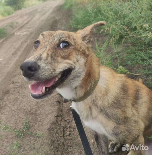Собака молодая помесь гончей в дар