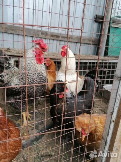 Петух карликового кохинхина