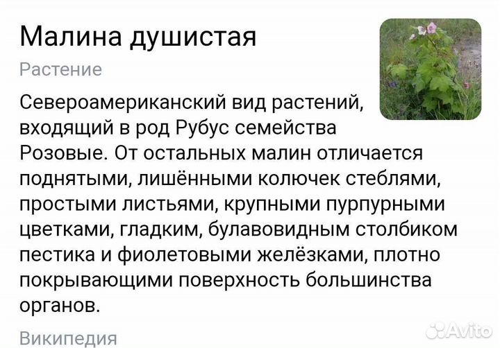 Малина душистая