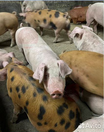 Мясо деревенское,свинина. Убой,доставка сегодня