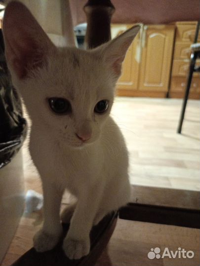 Белоснежный котёнок, мальчик