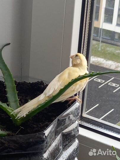 Кенара и канарейки