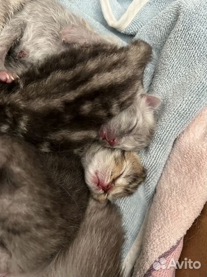 Котята