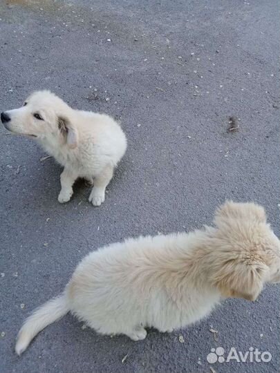 Двортерьер