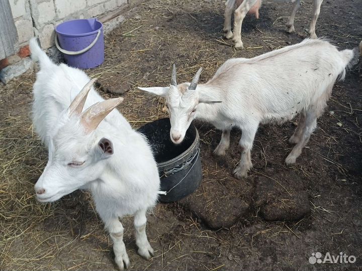 Козлята