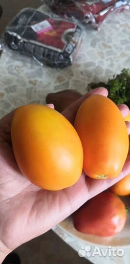 Рассада помидор