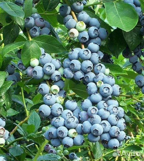 Саженцы голубики 2 года