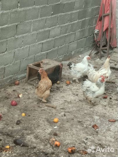 Куры домашние