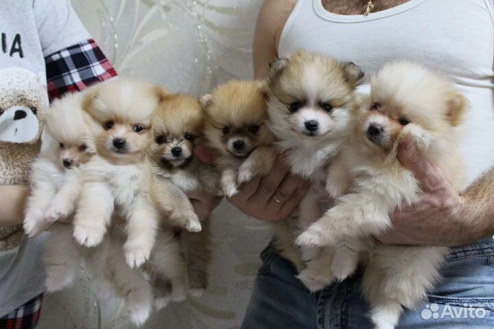 Шпицы разных окрасов. Доставка из Челябинска