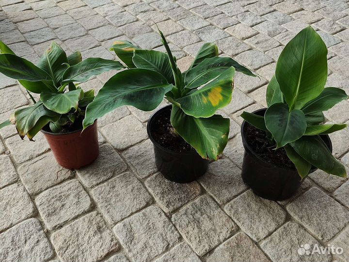 Банан Киевский карлик