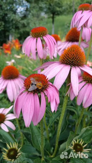 Рудбекия пурпурная
