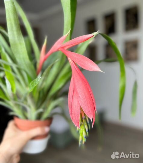 Бильбергия цветущая. Королевские слезы