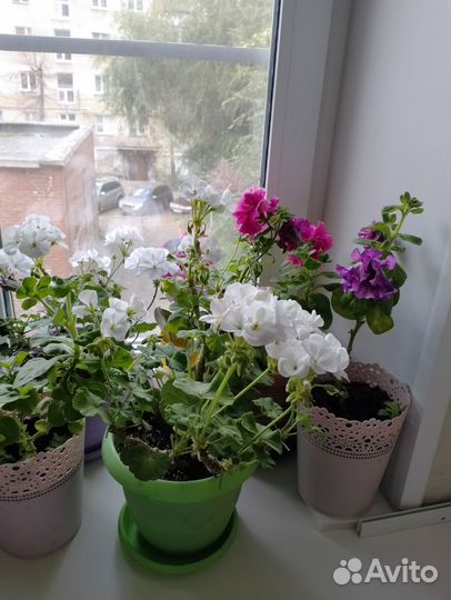Каланхоэ цветущее