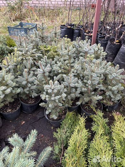 Ель голубая в горшке