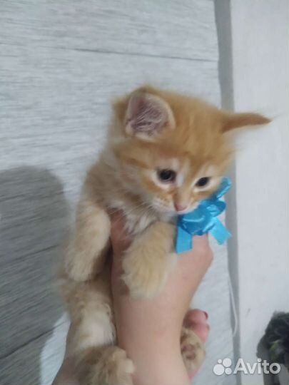 Кошка в дар