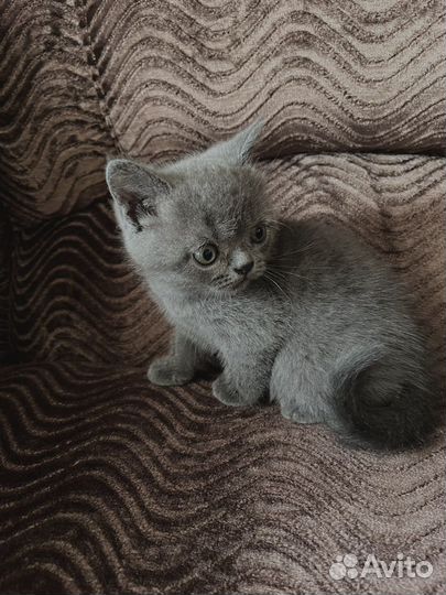 Британские котята