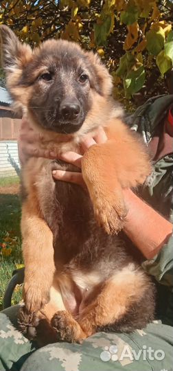 Немецкая овчарка