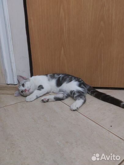 Симпатичный Шотландский Котик Симба В добрые Руки