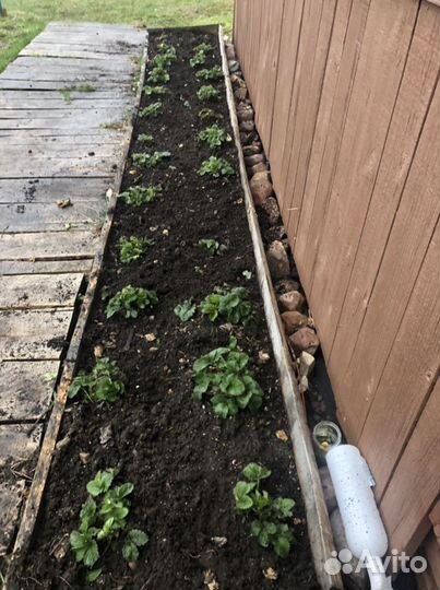 Земклуника, земляника, цветы садовые